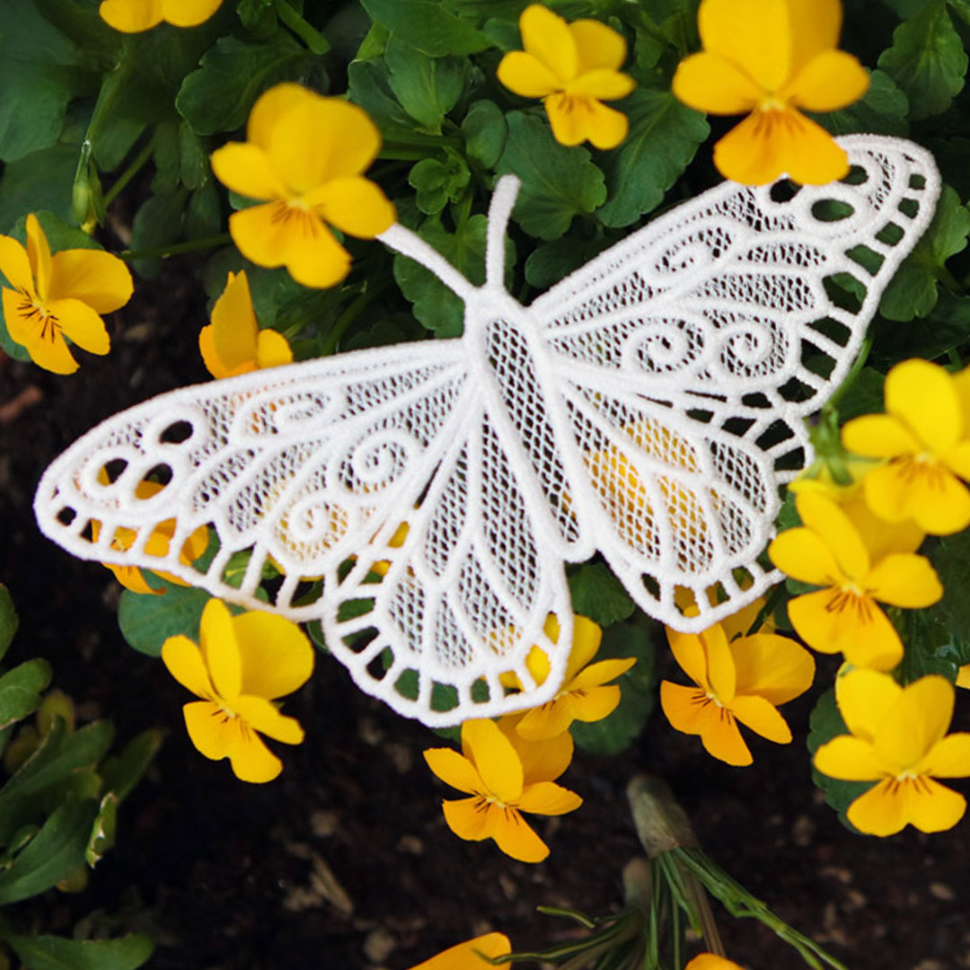 Chrysalis - Monarch (Lace)