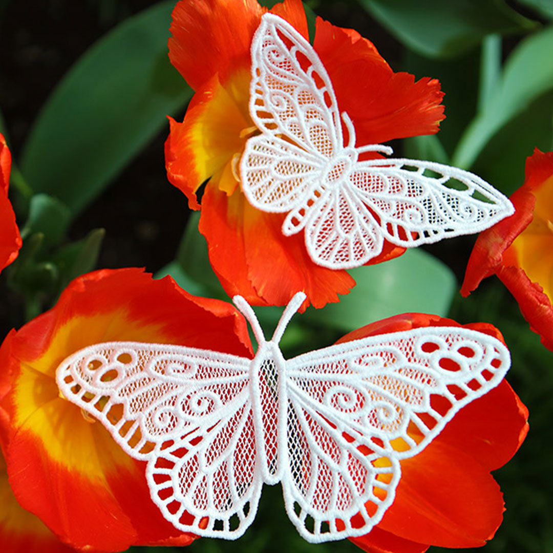 Chrysalis - Monarch (Lace)