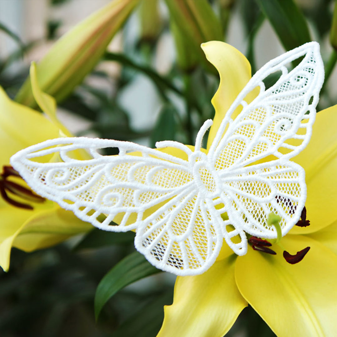 Chrysalis - Green Birdwing (Lace)