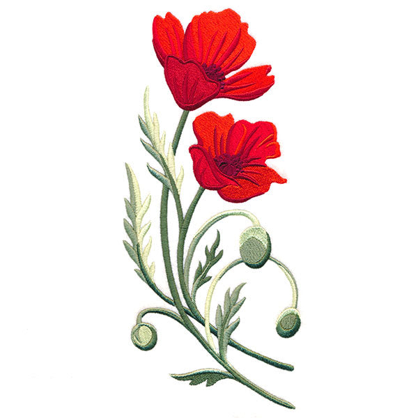Captivating Poppies
