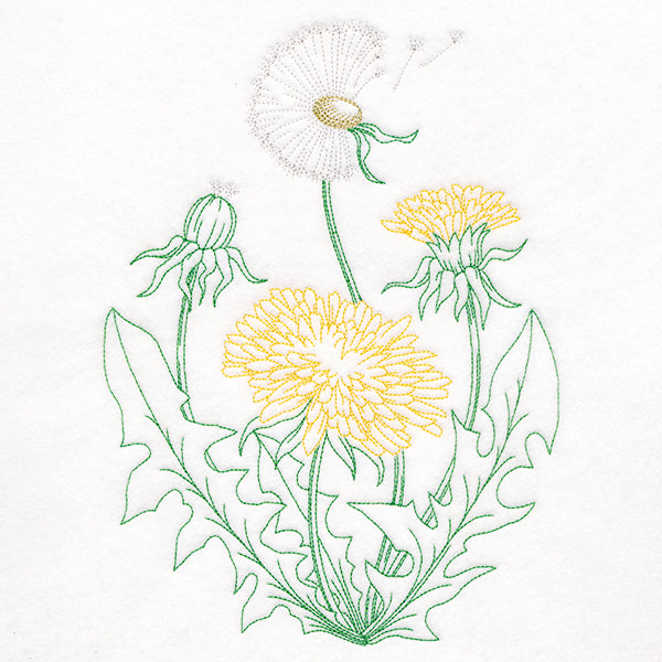 Stages of a Dandelion