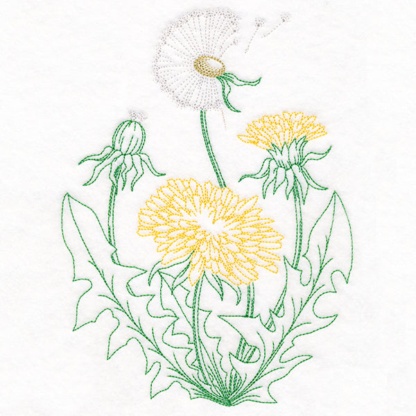 Stages of a Dandelion