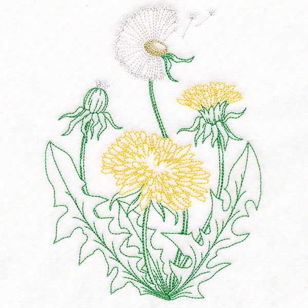 Stages of a Dandelion