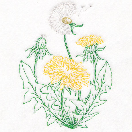 Stages of a Dandelion