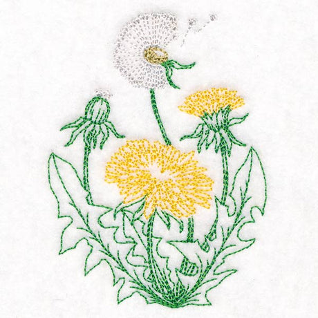 Stages of a Dandelion