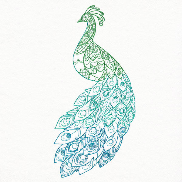 Ombre Majesty Peacock