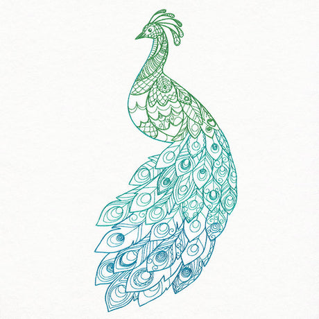 Ombre Majesty Peacock