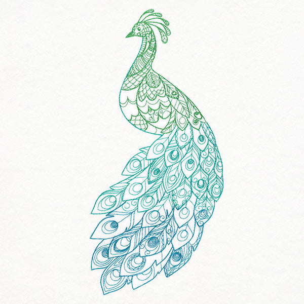 Ombre Majesty Peacock