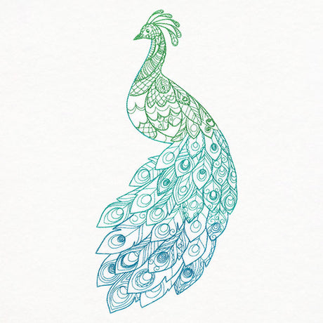 Ombre Majesty Peacock