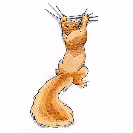 Hang in There Squirrel