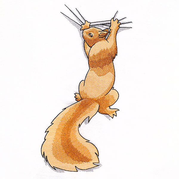 Hang in There Squirrel