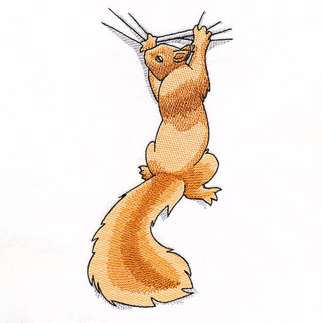 Hang in There Squirrel