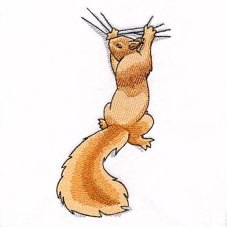 Hang in There Squirrel