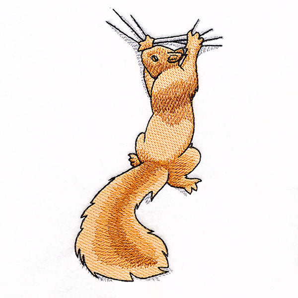 Hang in There Squirrel