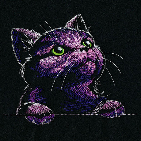 Mesmerized in Wonder Cat