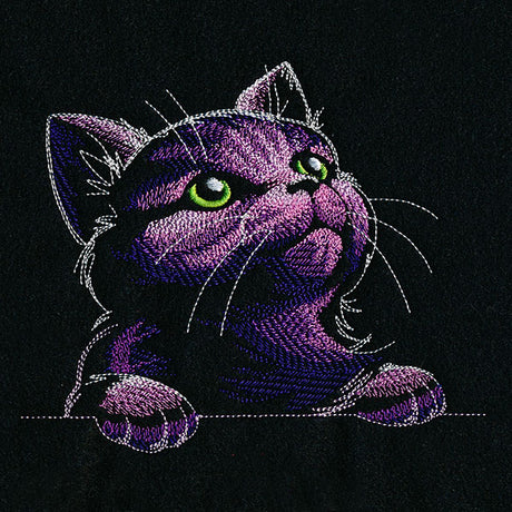 Mesmerized in Wonder Cat