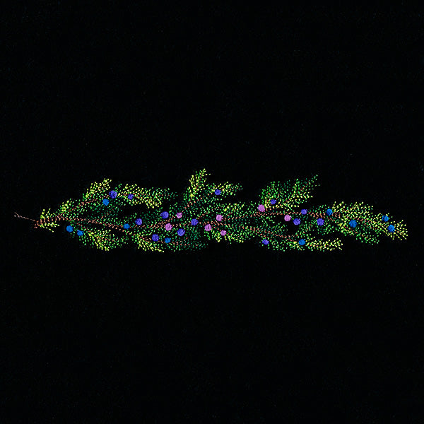 Juniper & Berries Border