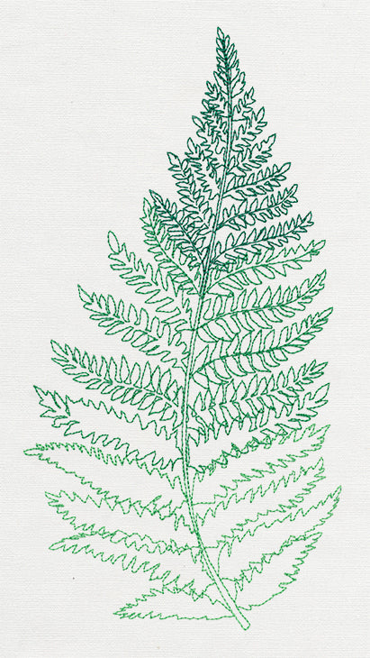 Where the Fern Grows