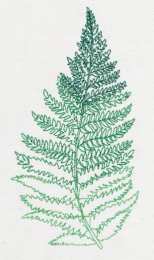 Where the Fern Grows