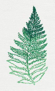 Where the Fern Grows