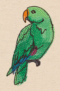 Passport to Australia - Eclectus Parrot