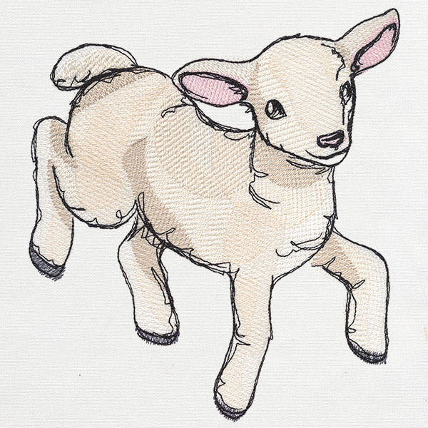 Playful Lamb
