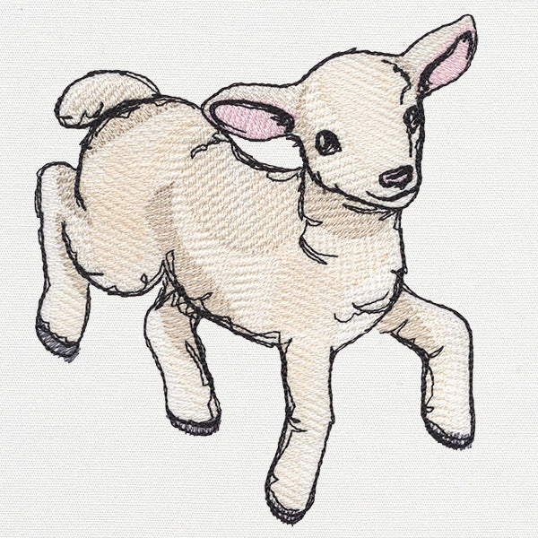 Playful Lamb