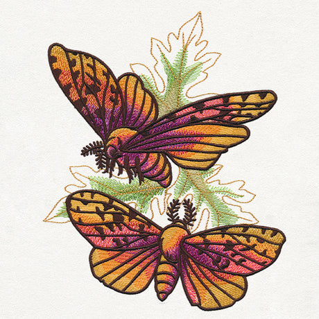 Autumn Equinox - Moths