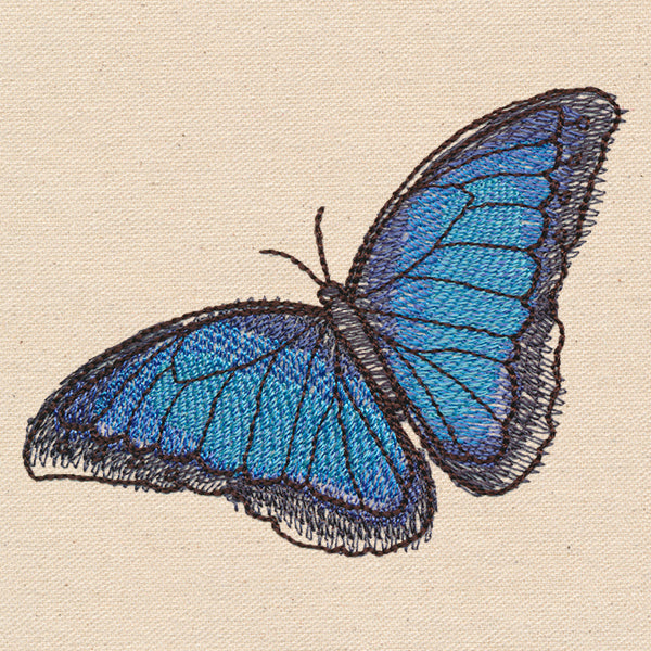Passport to Costa Rica - Blue Morpho Butterfly