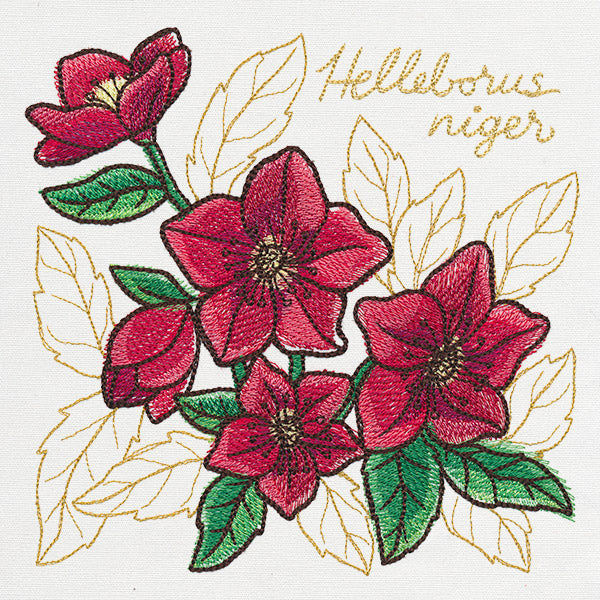 Yuletide Medley - Painted Christmas Rose