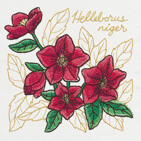 Yuletide Medley - Painted Christmas Rose