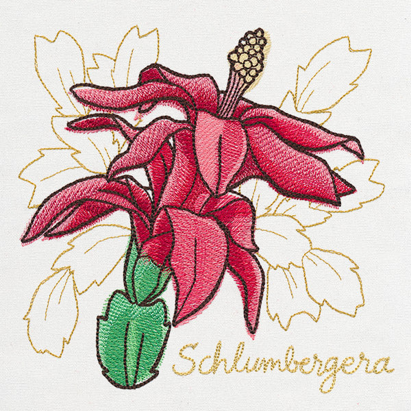 Yuletide Medley - Painted Christmas Cactus