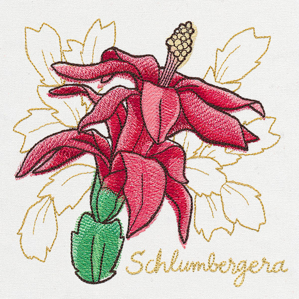 Yuletide Medley - Painted Christmas Cactus