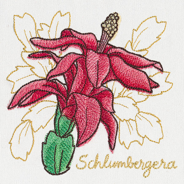 Yuletide Medley - Painted Christmas Cactus