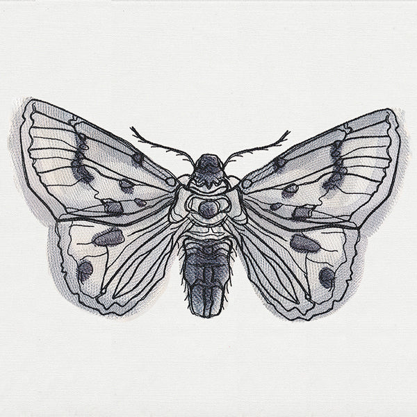 Ink & Wash - Moth