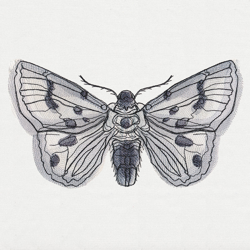 Ink & Wash - Moth