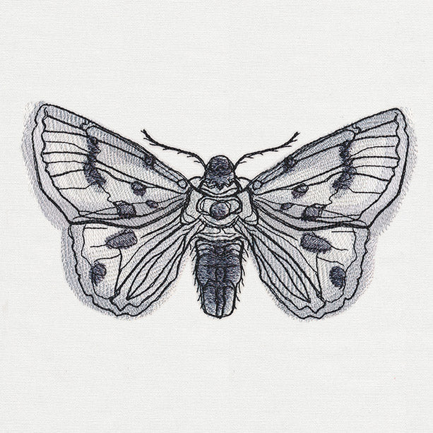 Ink & Wash - Moth