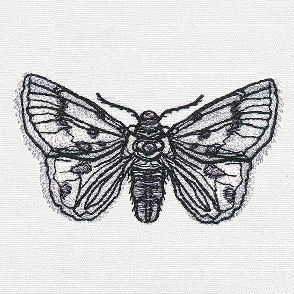 Ink & Wash - Moth