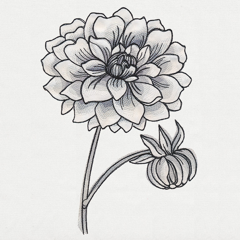 Ink & Wash - Dahlia