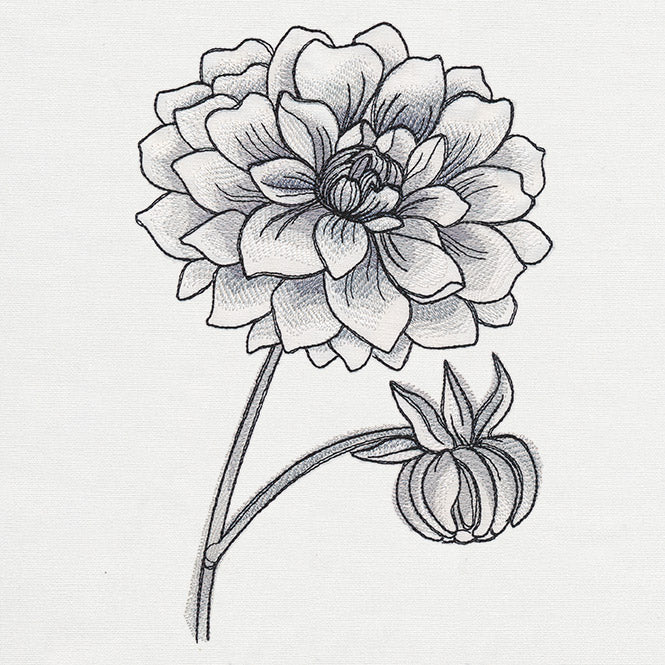 Ink & Wash - Dahlia