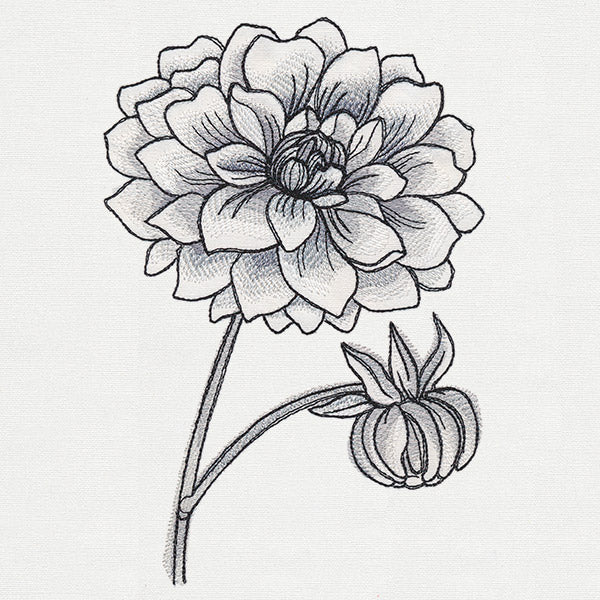 Ink & Wash - Dahlia