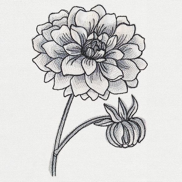 Ink & Wash - Dahlia