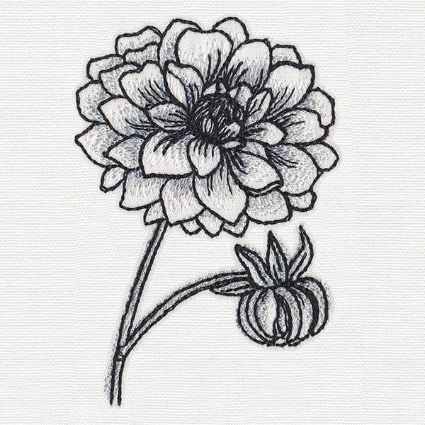 Ink & Wash - Dahlia