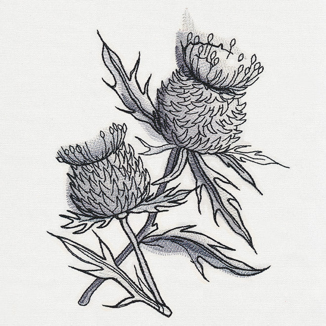 Ink & Wash - Thistle