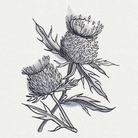 Ink & Wash - Thistle