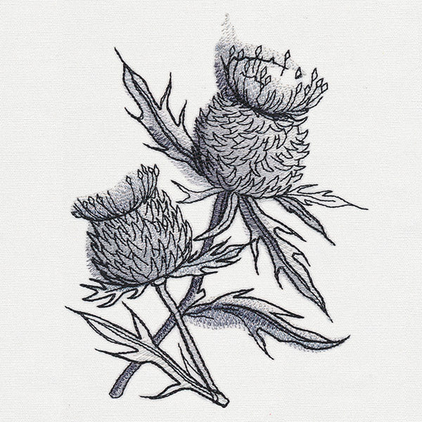 Ink & Wash - Thistle