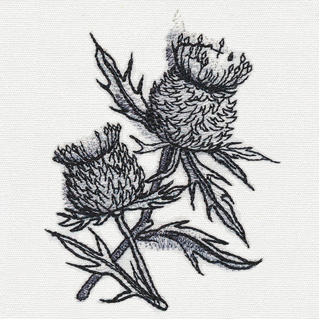 Ink & Wash - Thistle
