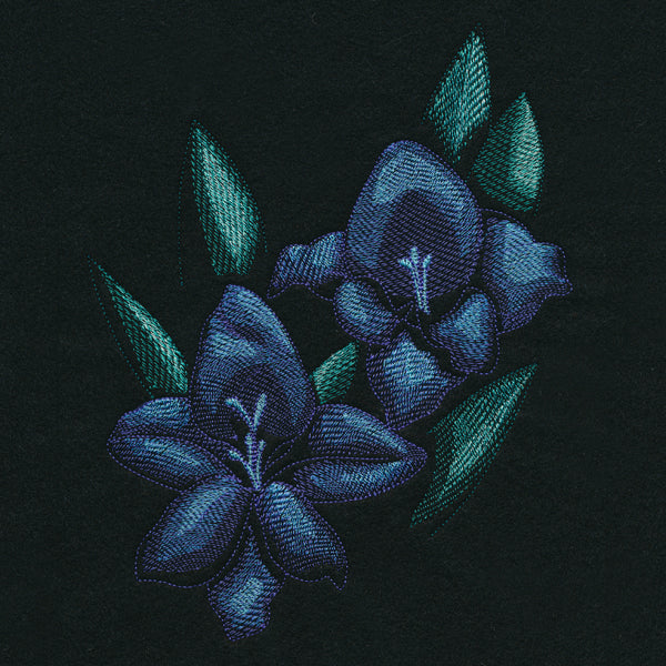 Night Garden Gladiolus