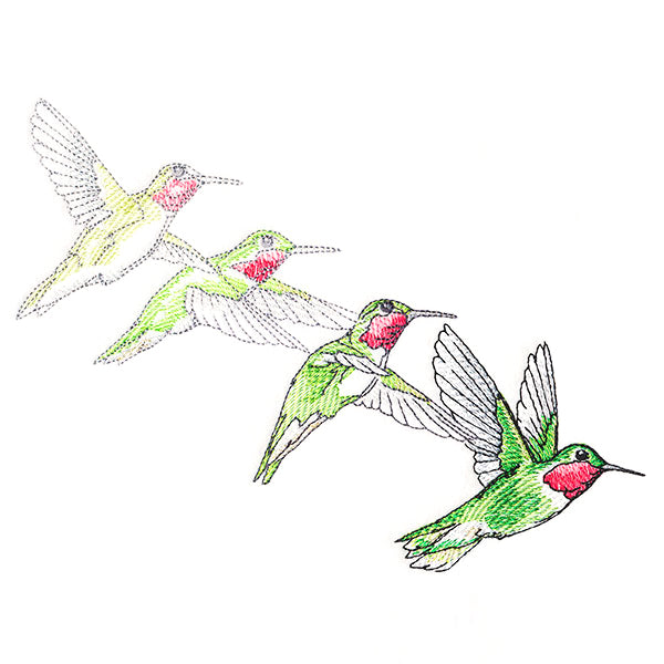 Hummingbirds in Flight