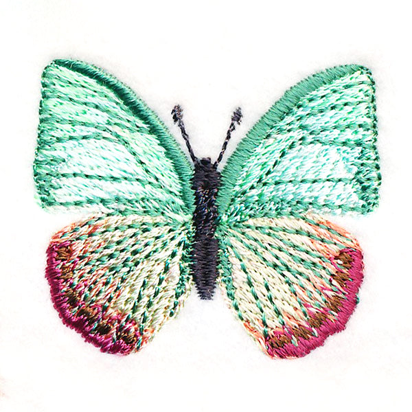 Butterfly Bliss - Green Charaxes